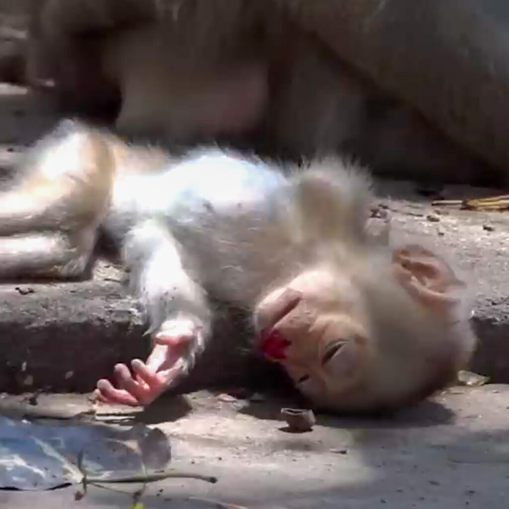 Baby long-tailed macaque taking first independent steps away from its mother at Angkor Thom, Cambodia, wild monkey troop in ancient temple ruins